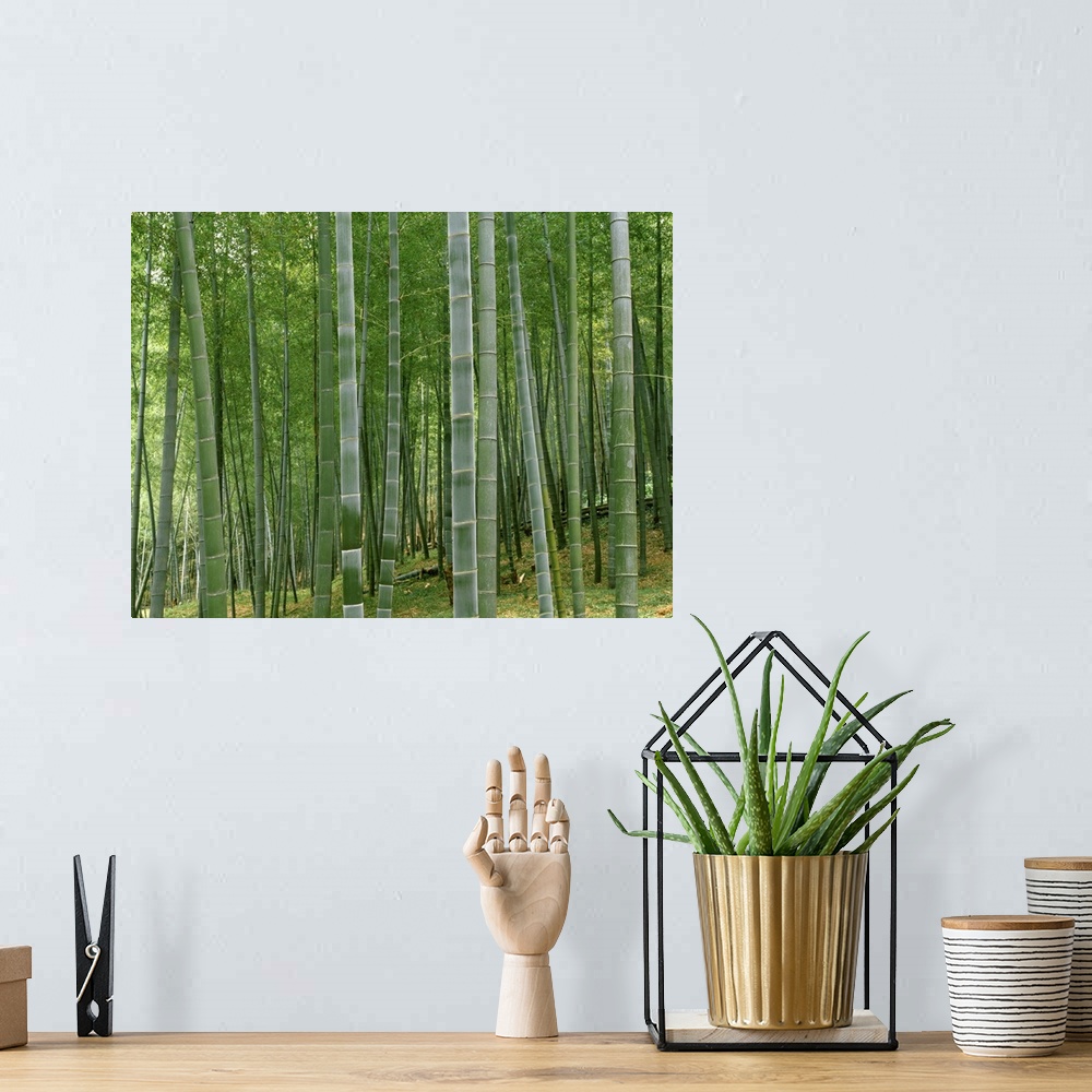A bohemian room featuring Bamboo trees in a forest, Fukuoka, Kyushu, Japan