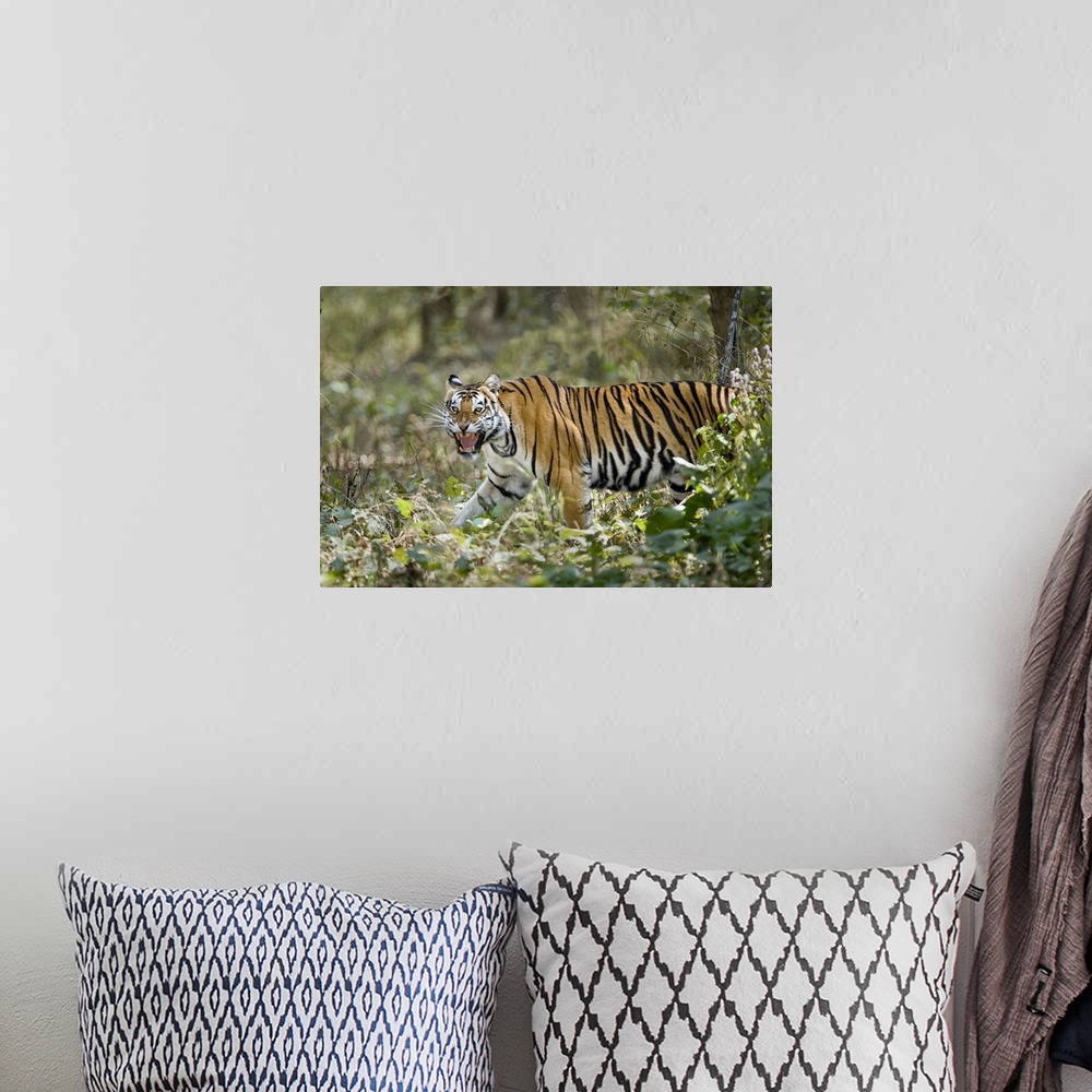 A bohemian room featuring Bengal Tiger Panthera tigris tigris in a forest Bandhavgarh National Park Umaria District Madhya ...
