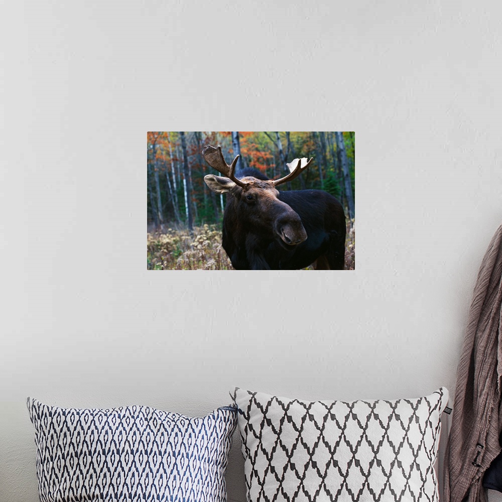 A bohemian room featuring Bull moose (Alces alces) at edge of forest.