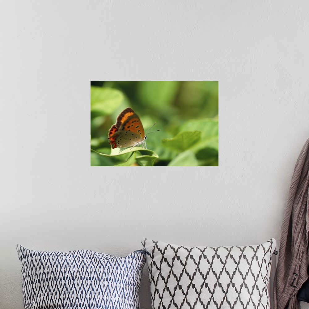 A bohemian room featuring Butterfly perching on a leaf