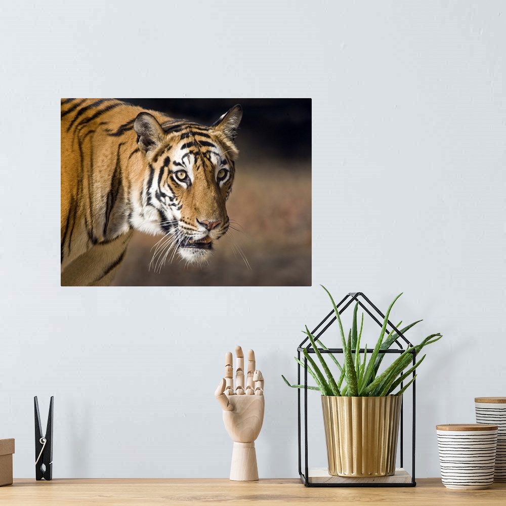 A bohemian room featuring Close up of a Bengal tiger Panthera tigris tigris Bandhavgarh National Park Umaria District Madhy...