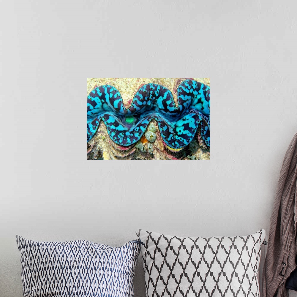 A bohemian room featuring Close-up of a Giant Clam