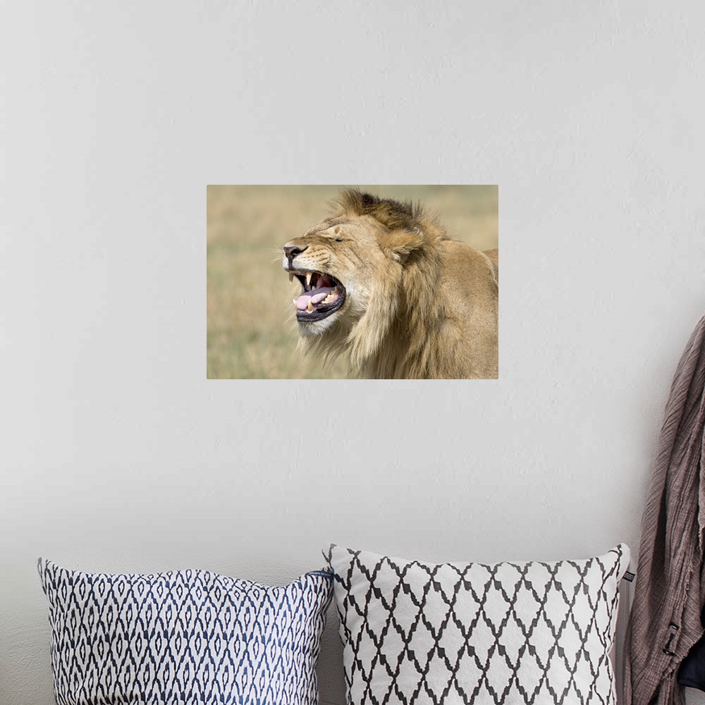 A bohemian room featuring Landscape photograph on a large canvas of the side of a male lions head, mouth open as he roars, ...