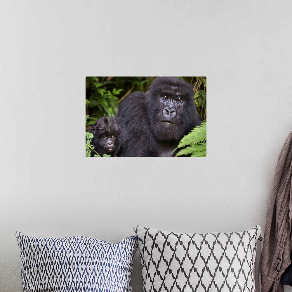 A bohemian room featuring Close-up of a Mountain gorilla (Gorilla beringei beringei) with its young one, Rwanda