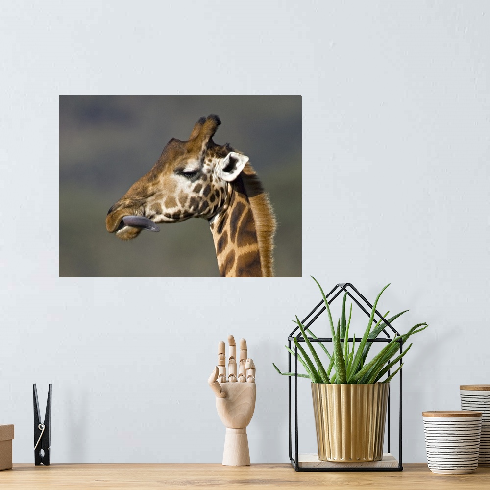 A bohemian room featuring Close-up of a Rothschilds giraffe, Lake Nakuru, Kenya (Giraffa camelopardalis rothschildi)