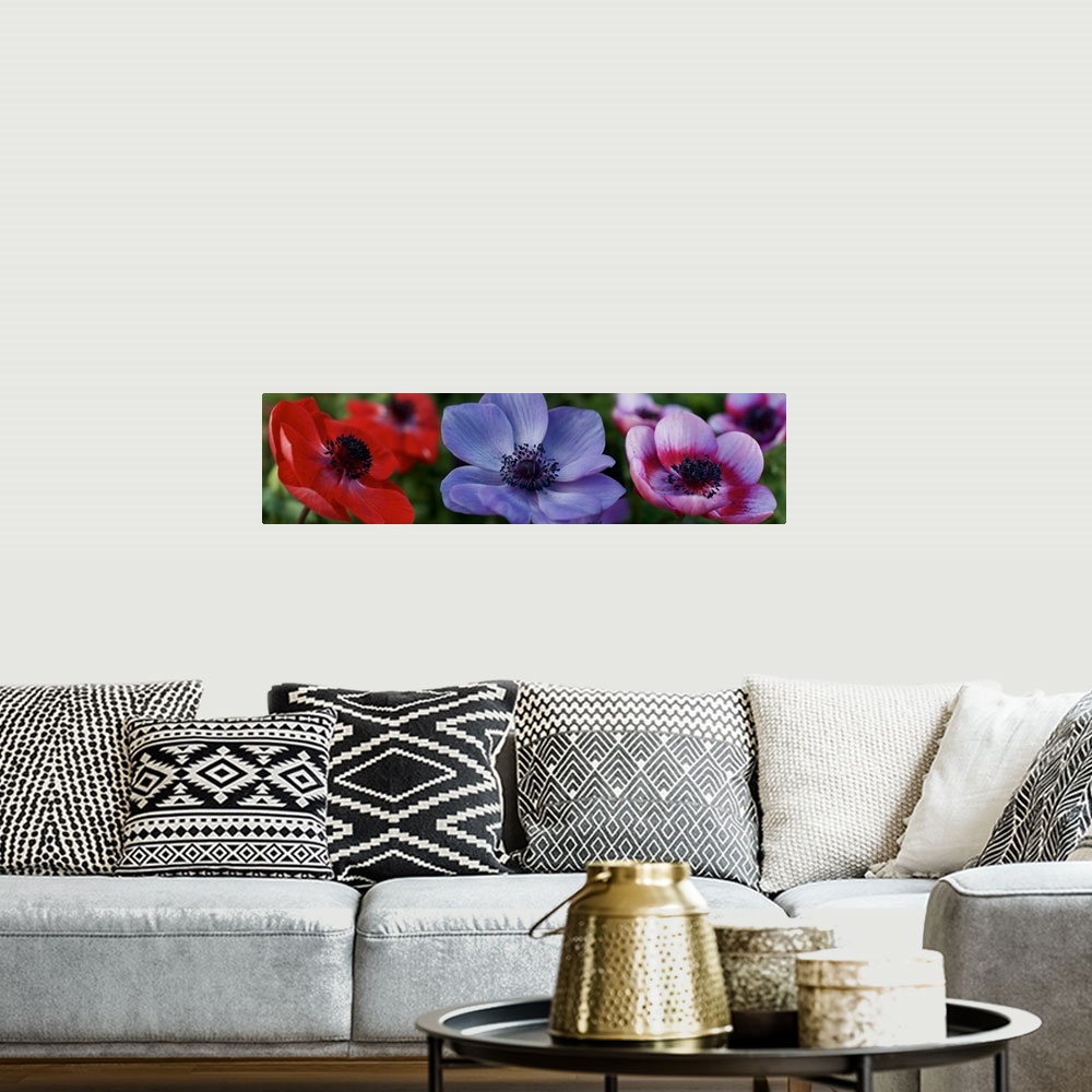 A bohemian room featuring Close-up of colorful Poppy flowers