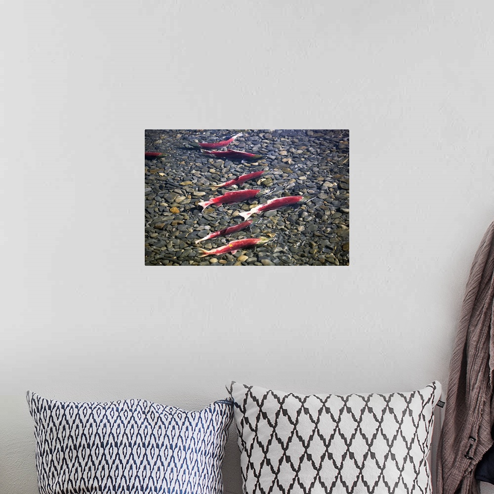 A bohemian room featuring Close-up of fish in water, Sockeye Salmon, Cooper Landing, Kenai Peninsula, Alaska