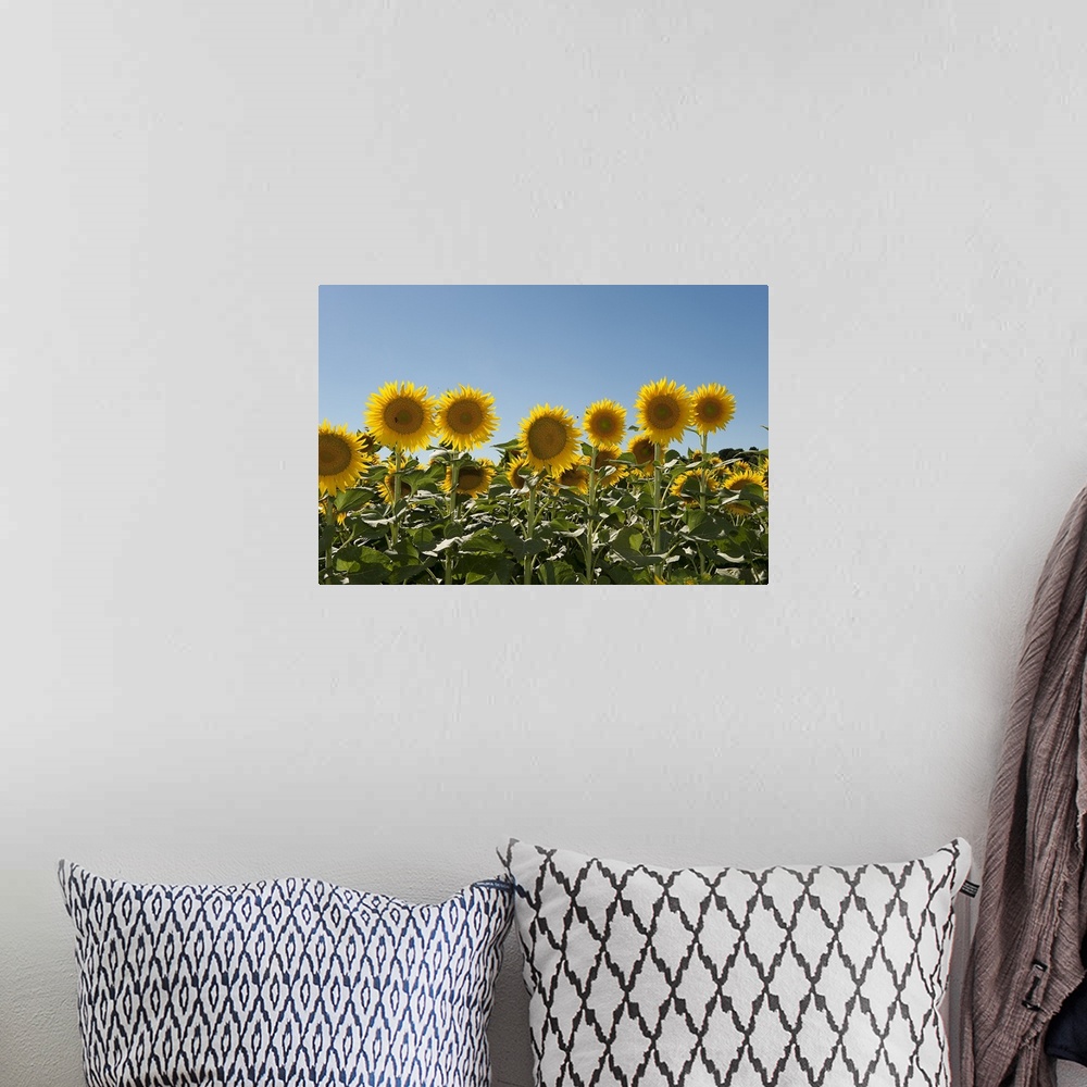 A bohemian room featuring Close up of sunflowers (Helianthus annuus)