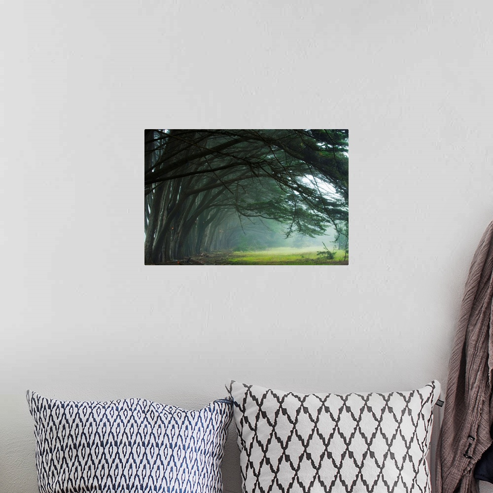A bohemian room featuring Cypress trees at misty morning, Fort Bragg, California