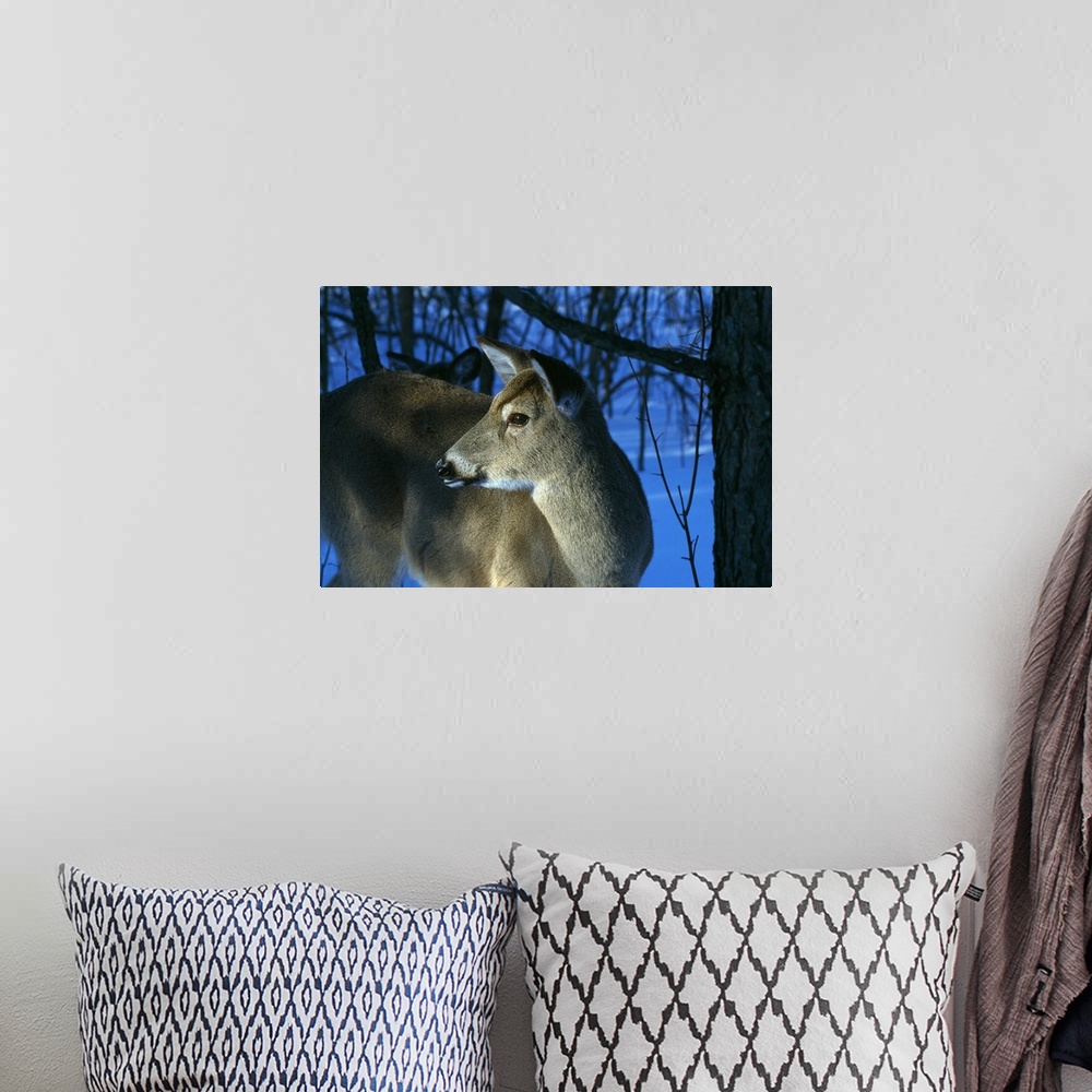 A bohemian room featuring Deer doe in snowy woods, close up profile.