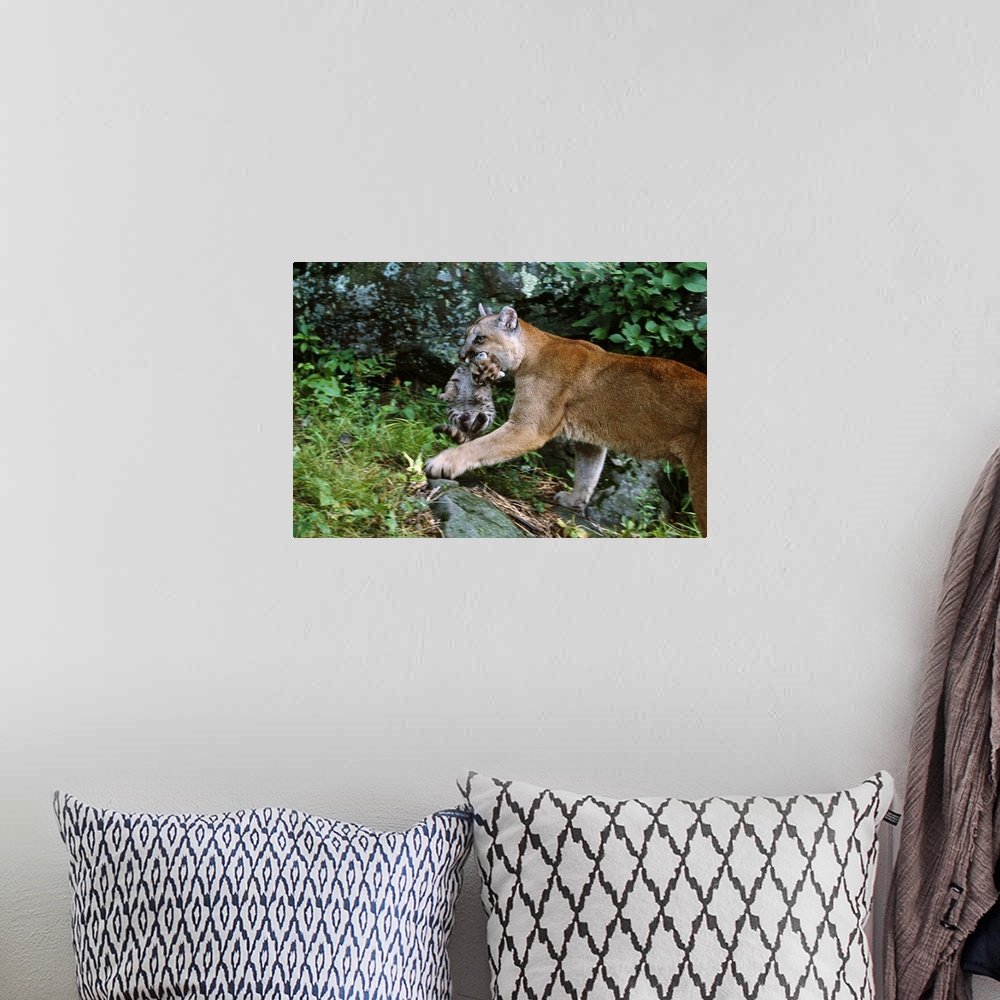 A bohemian room featuring Female cougar carrying cub in mouth, Minnesota