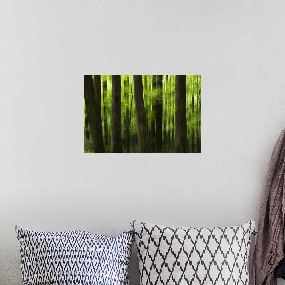 A bohemian room featuring This fine art photograph is an out of focus landscape of tree trunks and new foliage.