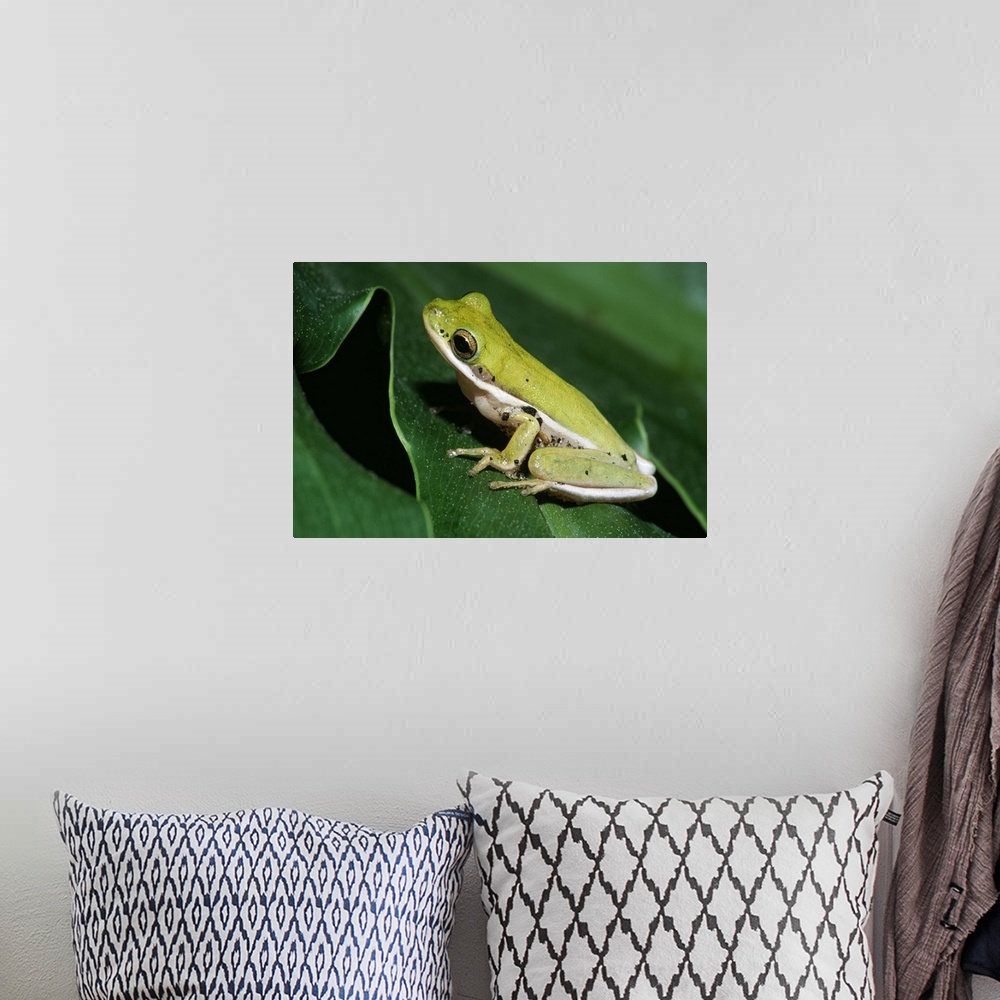 A bohemian room featuring Green Tree Frog On Leaf