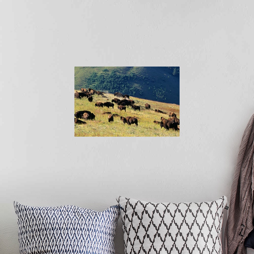 A bohemian room featuring Herd Of Bison (Bison Bison) In Mountain Meadow