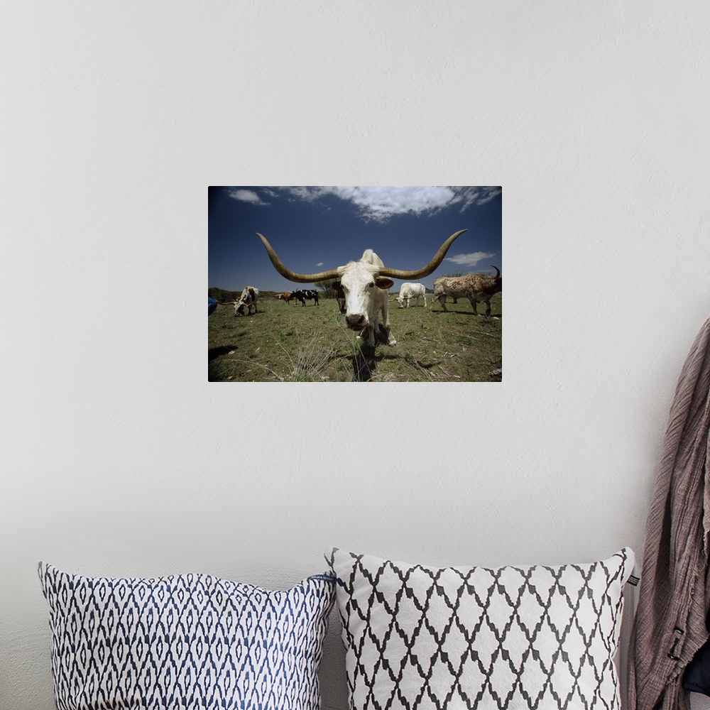 A bohemian room featuring Oversized landscape photograph of a herd of Texas Longhorn cattle, grazing in a field beneath a b...