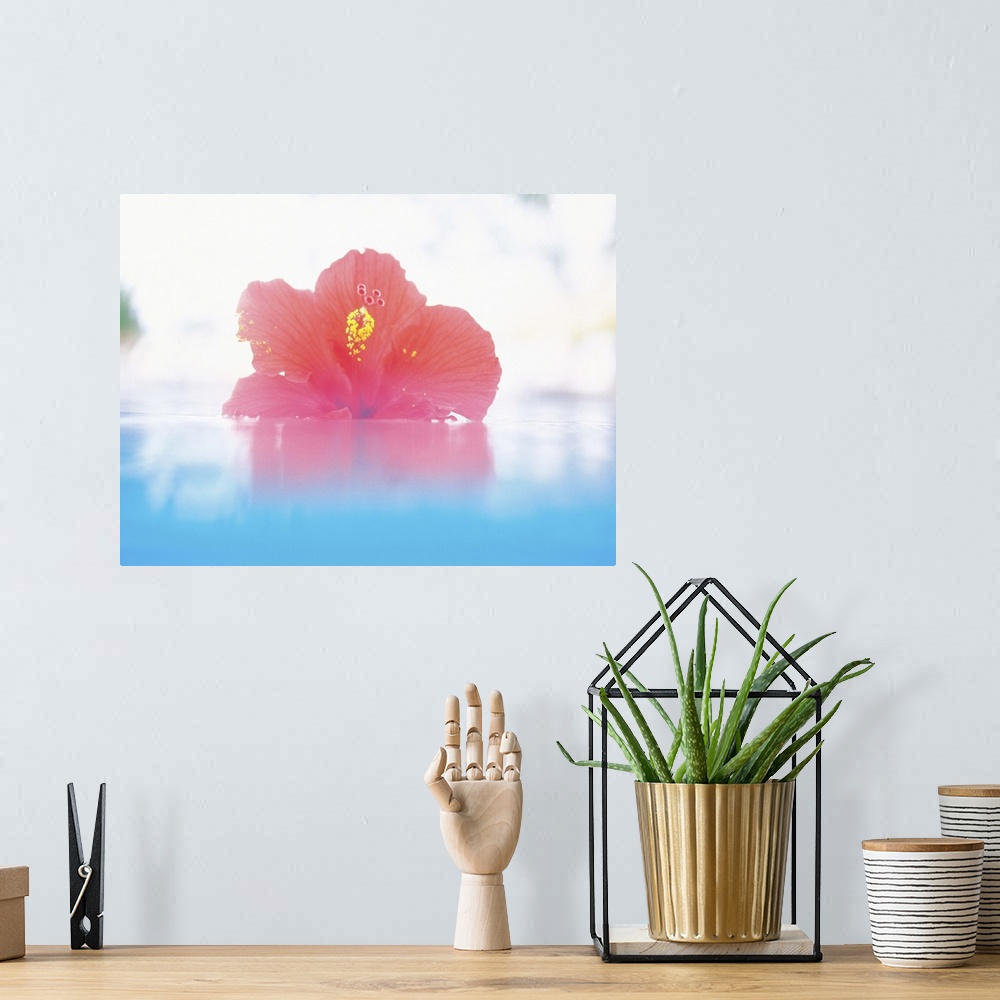 A bohemian room featuring Hibiscus floating in water