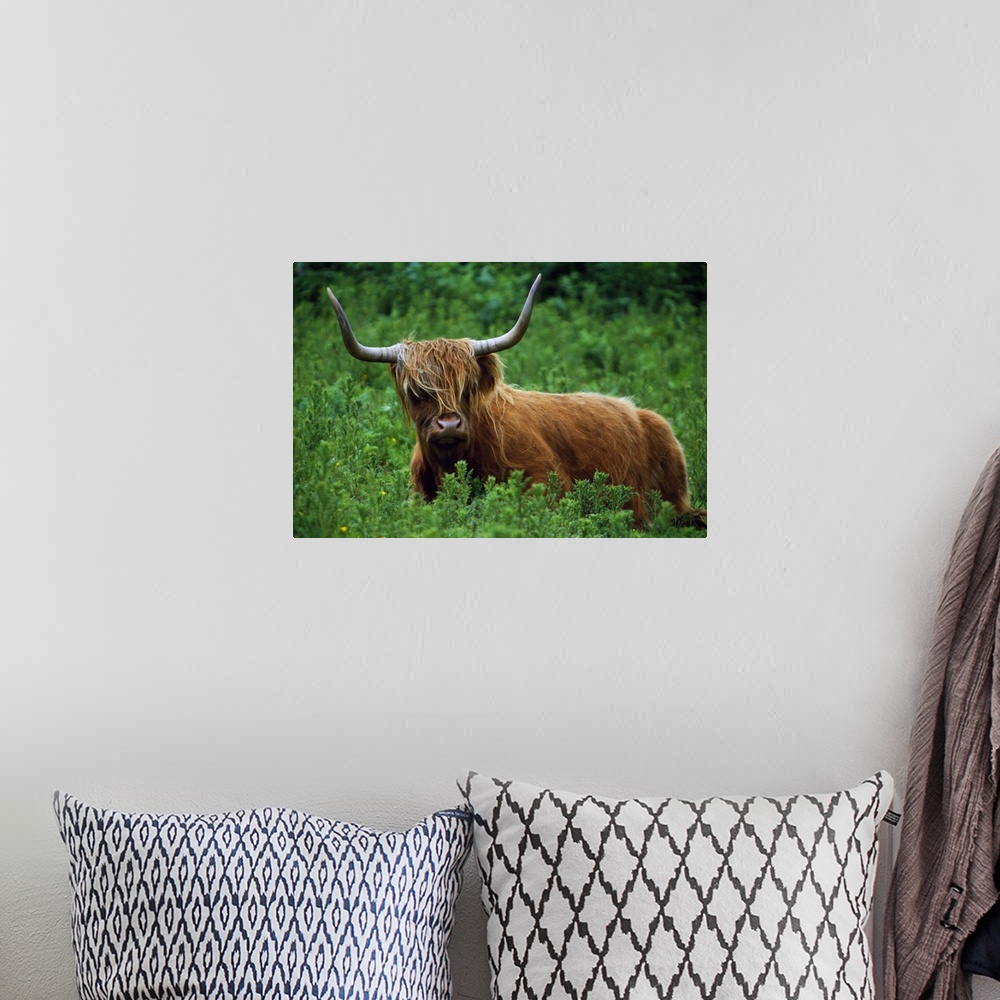 A bohemian room featuring Highland cow in meadow, Scottish Highlands, Scotland.