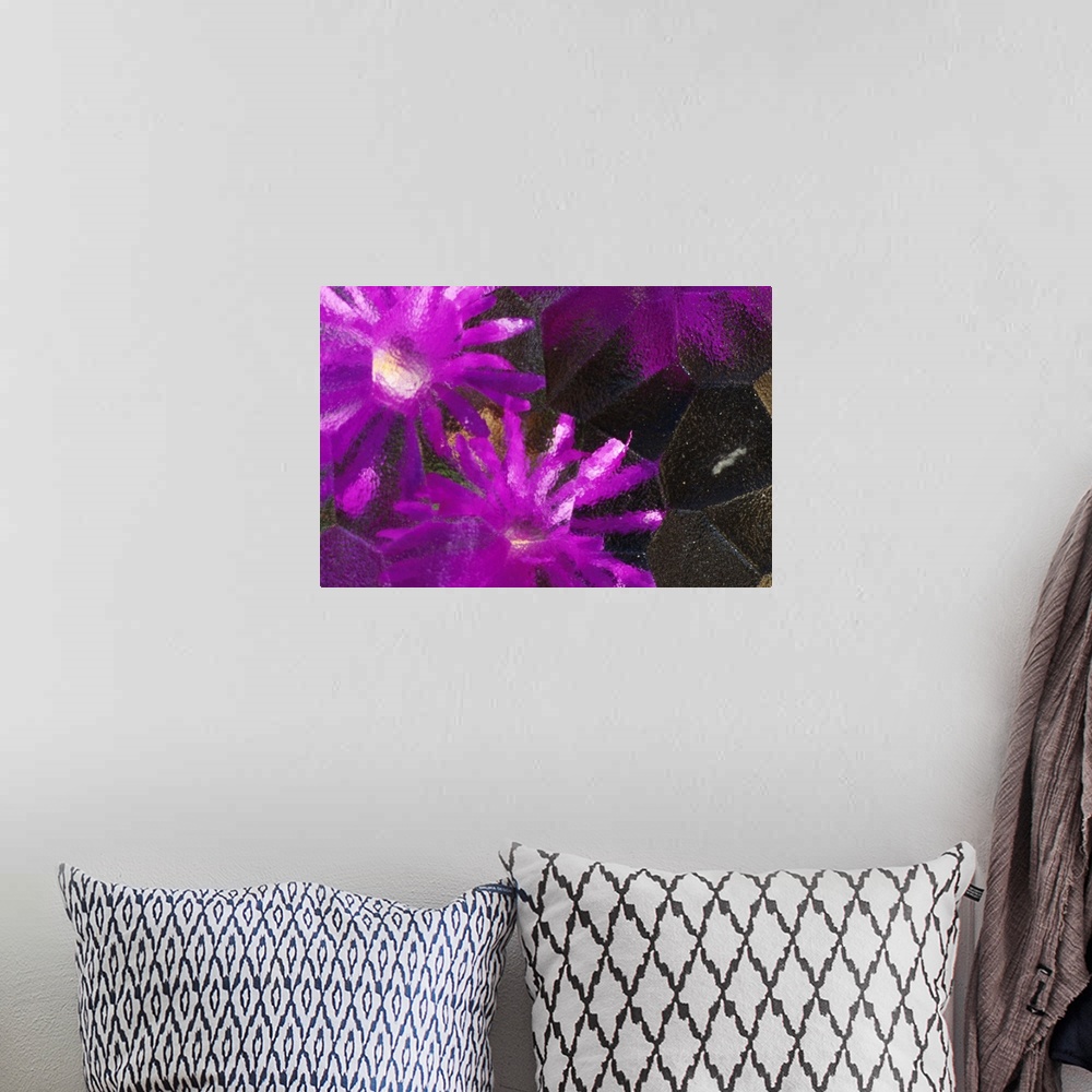 A bohemian room featuring Ice Plant Blossoms