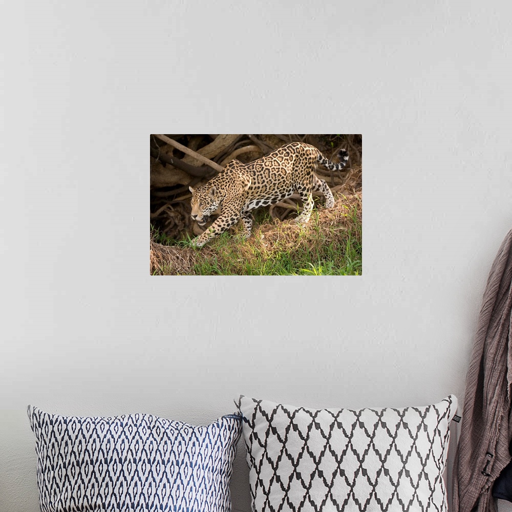 A bohemian room featuring Jaguar Panthera onca foraging in a forest Three Brothers River Meeting of the Waters State Park P...