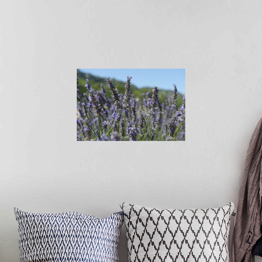 A bohemian room featuring Lavender field, Abbaye De Senanque, Provence Alpes Cote dAzur, France