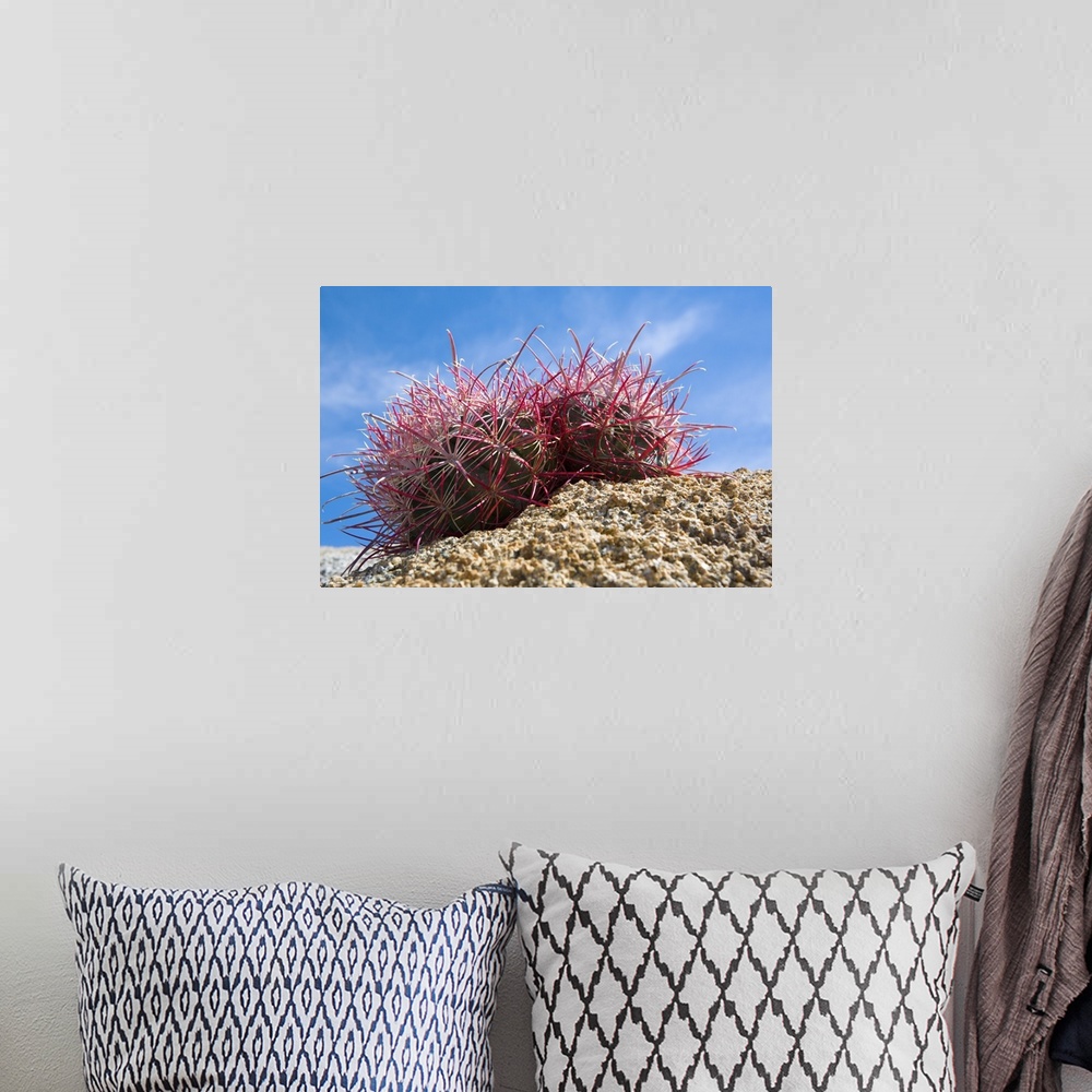 A bohemian room featuring Low-Angle View Of Barrel Cactus On Rocky Ground