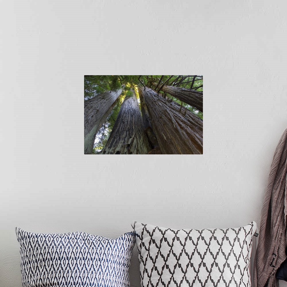 A bohemian room featuring Big canvas photo art looking upwards at tree trunks with leaves at the top.