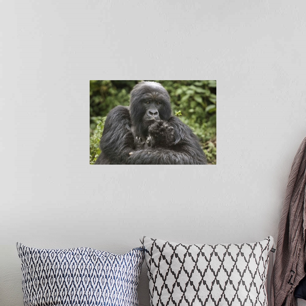 A bohemian room featuring Mountain gorilla (Gorilla beringei beringei) with its young, Rwanda