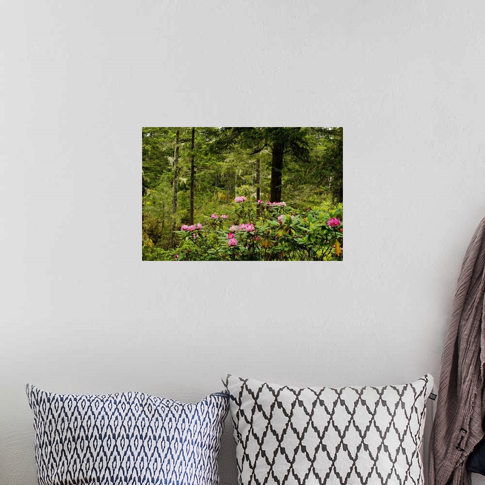 A bohemian room featuring Pacific Rhododendron Flowers (Rhododendron Macrophyllum) Blooming In Forest