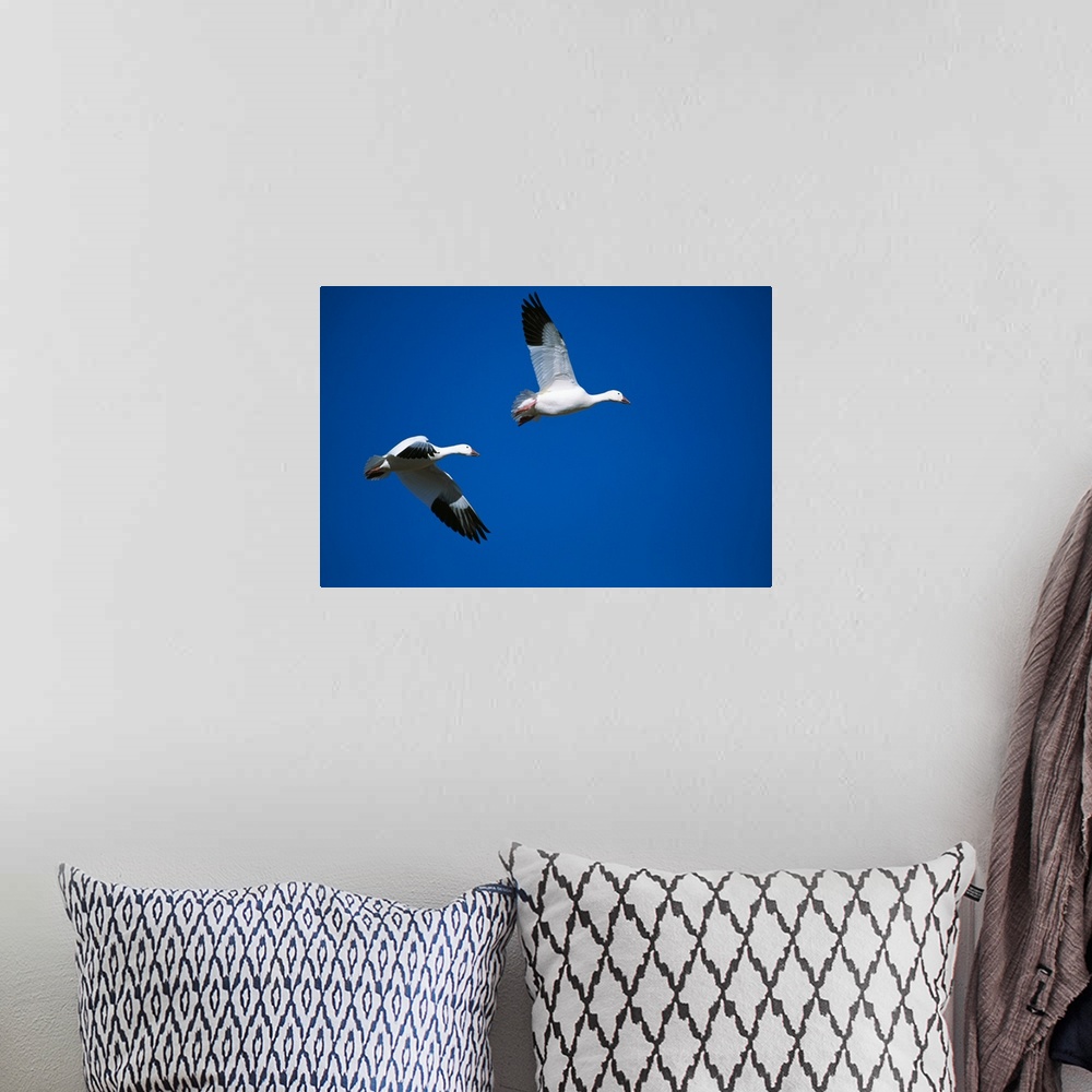A bohemian room featuring Pair of snow geese flying in blue sky, Bosque Del Apache, New Mexico