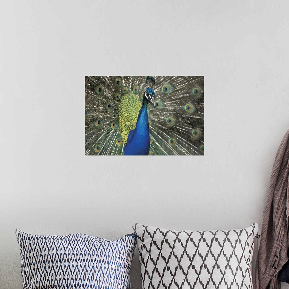 A bohemian room featuring Peacock
