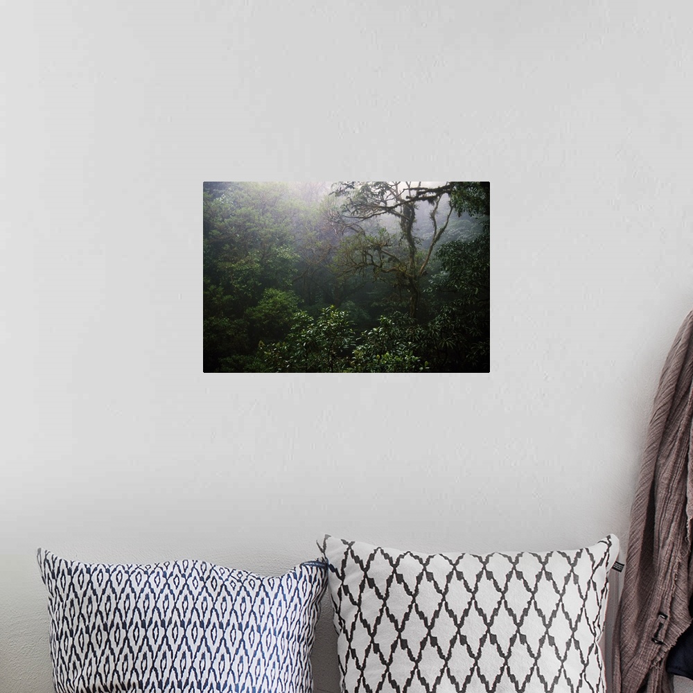 A bohemian room featuring Rain forest in mist, Costa Rica.