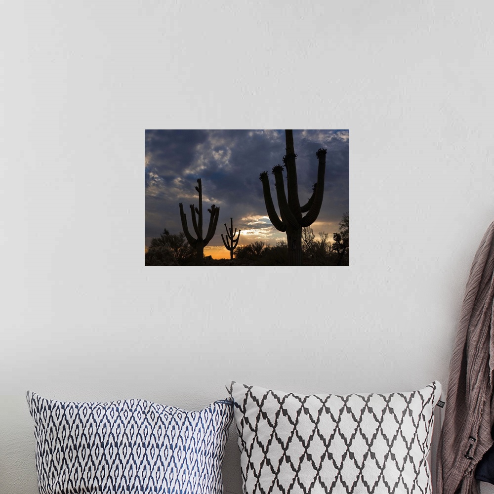 A bohemian room featuring Saguaro Cactus at dusk, Pima County, Arizona