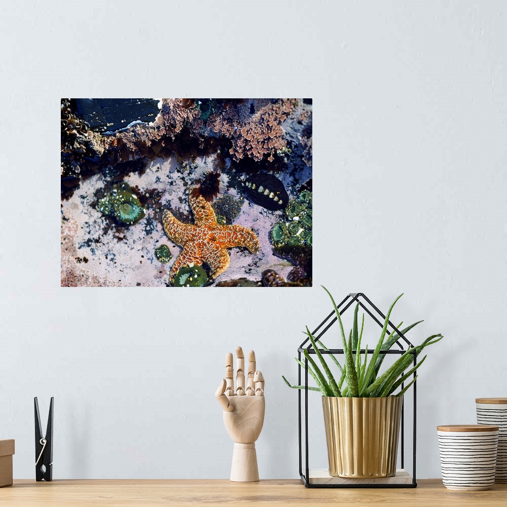 A bohemian room featuring Sea Creatures In Tide Pool