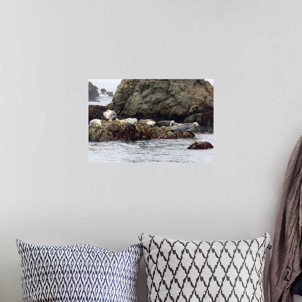 A bohemian room featuring Seals On Rock In Water