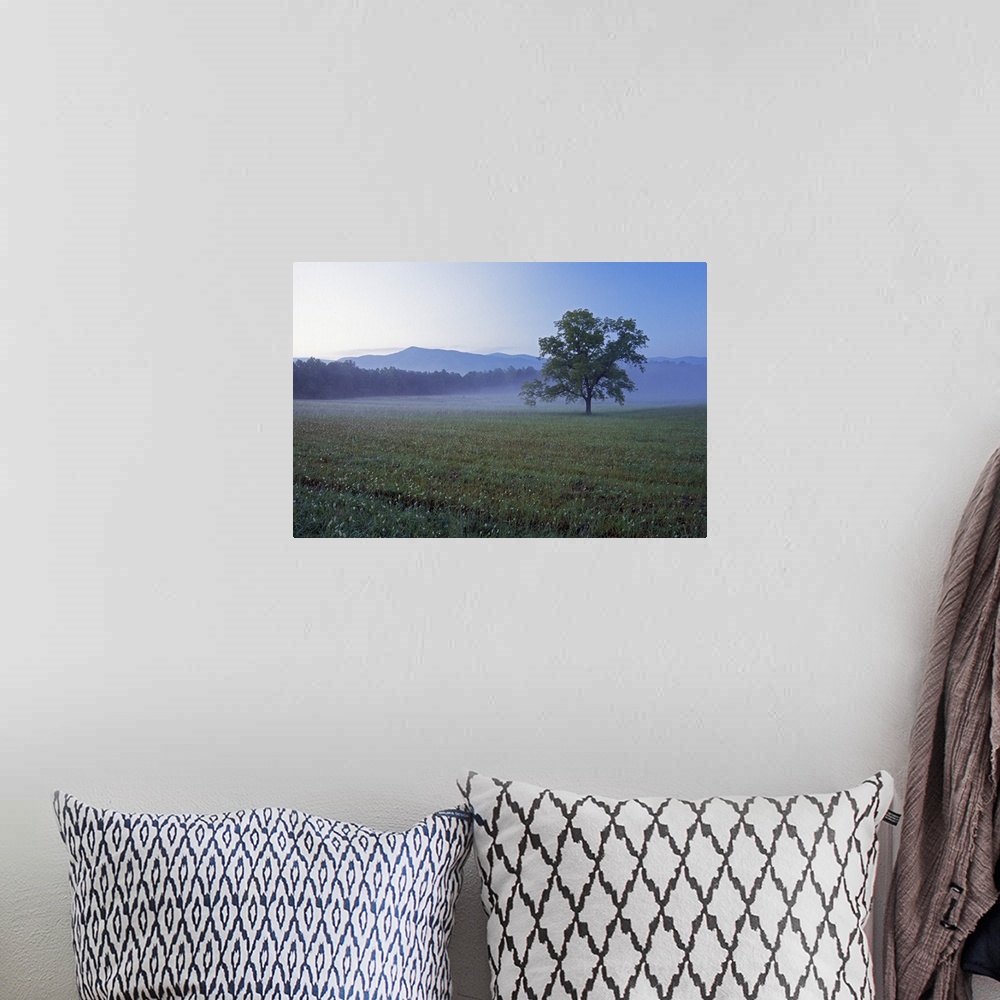 A bohemian room featuring Single tree in green pasture at Cades Cove, distant Smoky Mountains in mist, Smoky Mountains Nati...