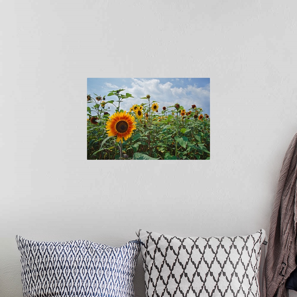 A bohemian room featuring Sunflowers (Helianthus annuus) blooming in field, New York
