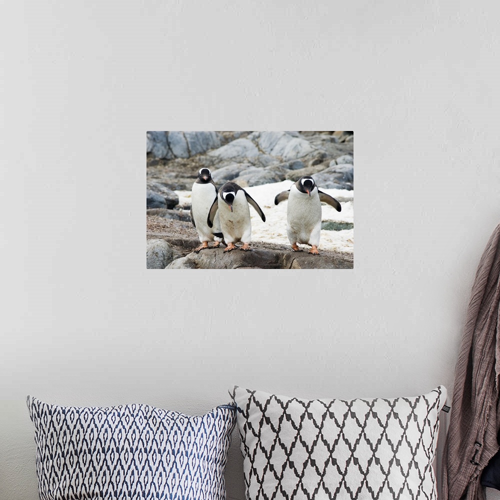 A bohemian room featuring Three gentoo penguins on rocky island, Antarctica.