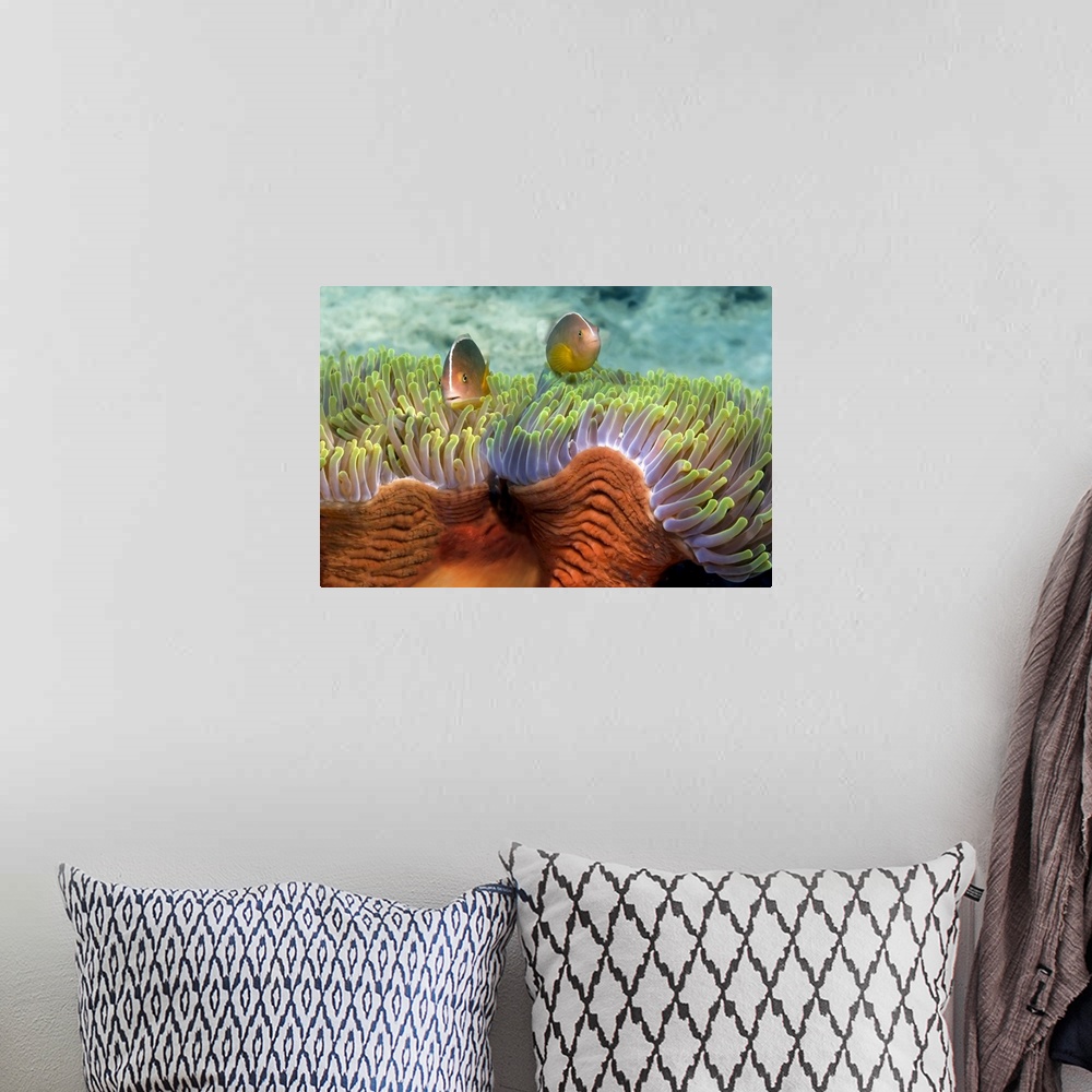 A bohemian room featuring Two Skunk Anemone fish and Indian Bulb Anemone