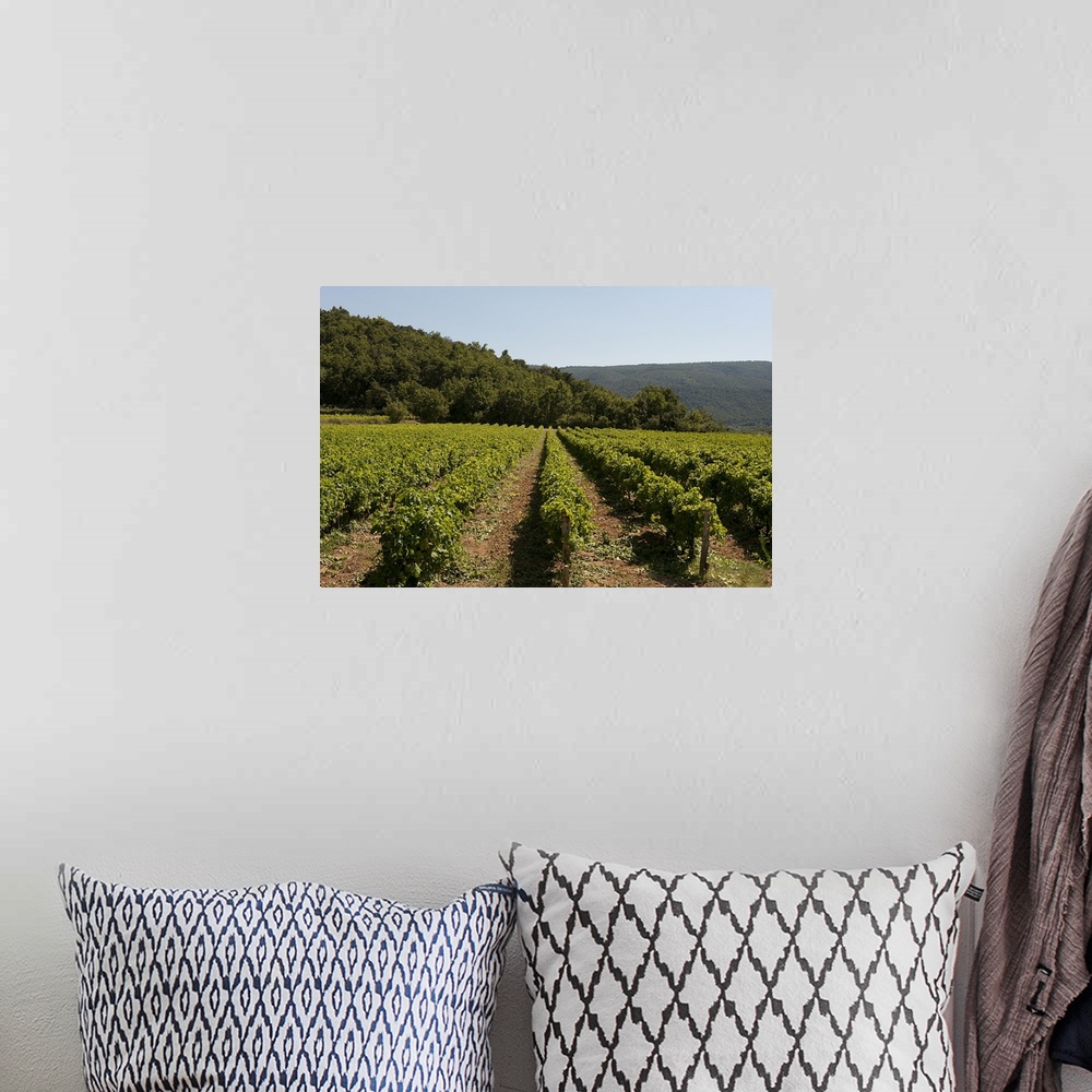 A bohemian room featuring Vine crop in a vineyard, Menerbes, Vaucluse, Provence Alpes Cote dAzur, France