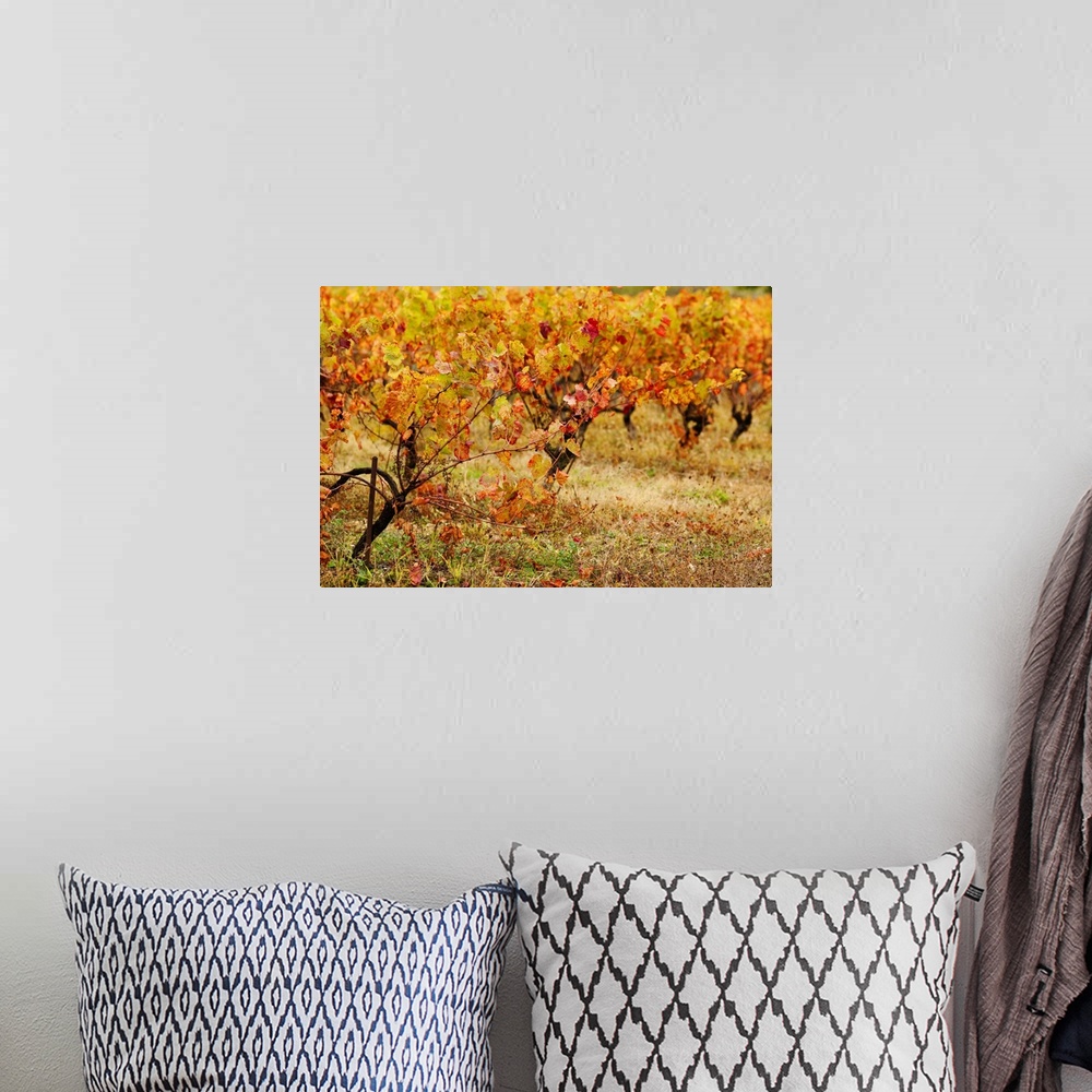 A bohemian room featuring Vineyard in autumn, Gaillac, Tarn, Midi-Pyrenees, France