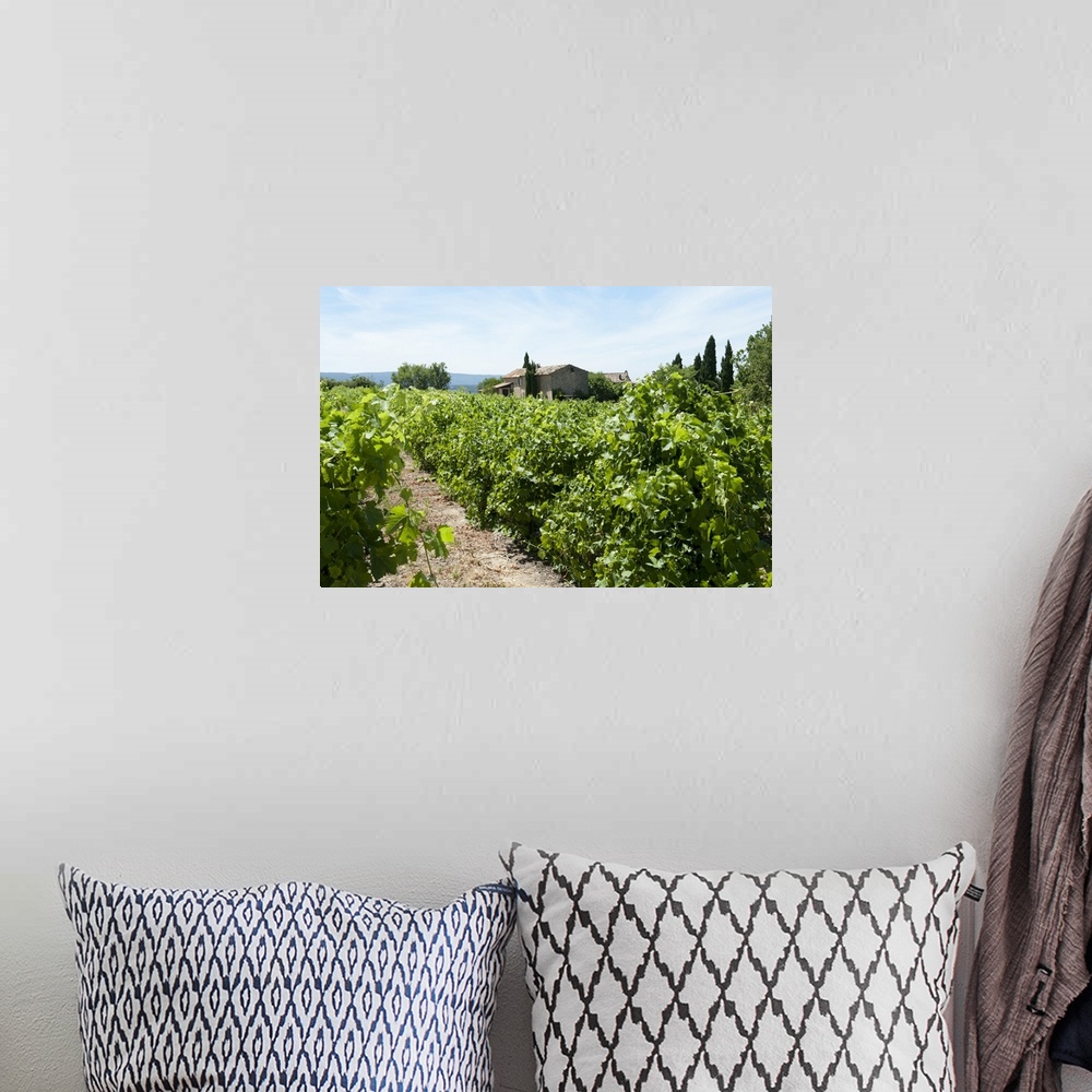 A bohemian room featuring Vineyard, Luberon, Vaucluse, Provence-Alpes-Cote d'Azur, France