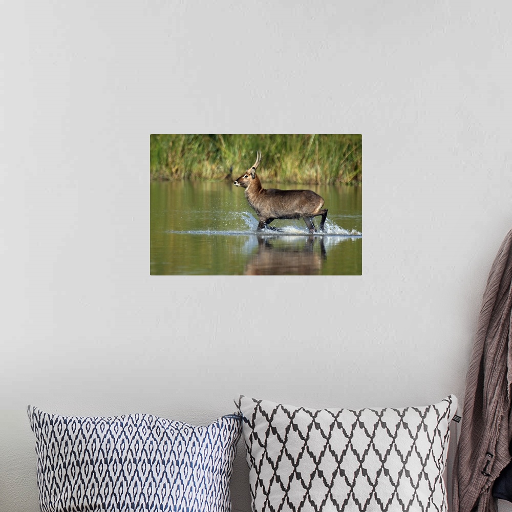 A bohemian room featuring Waterbuck running in water