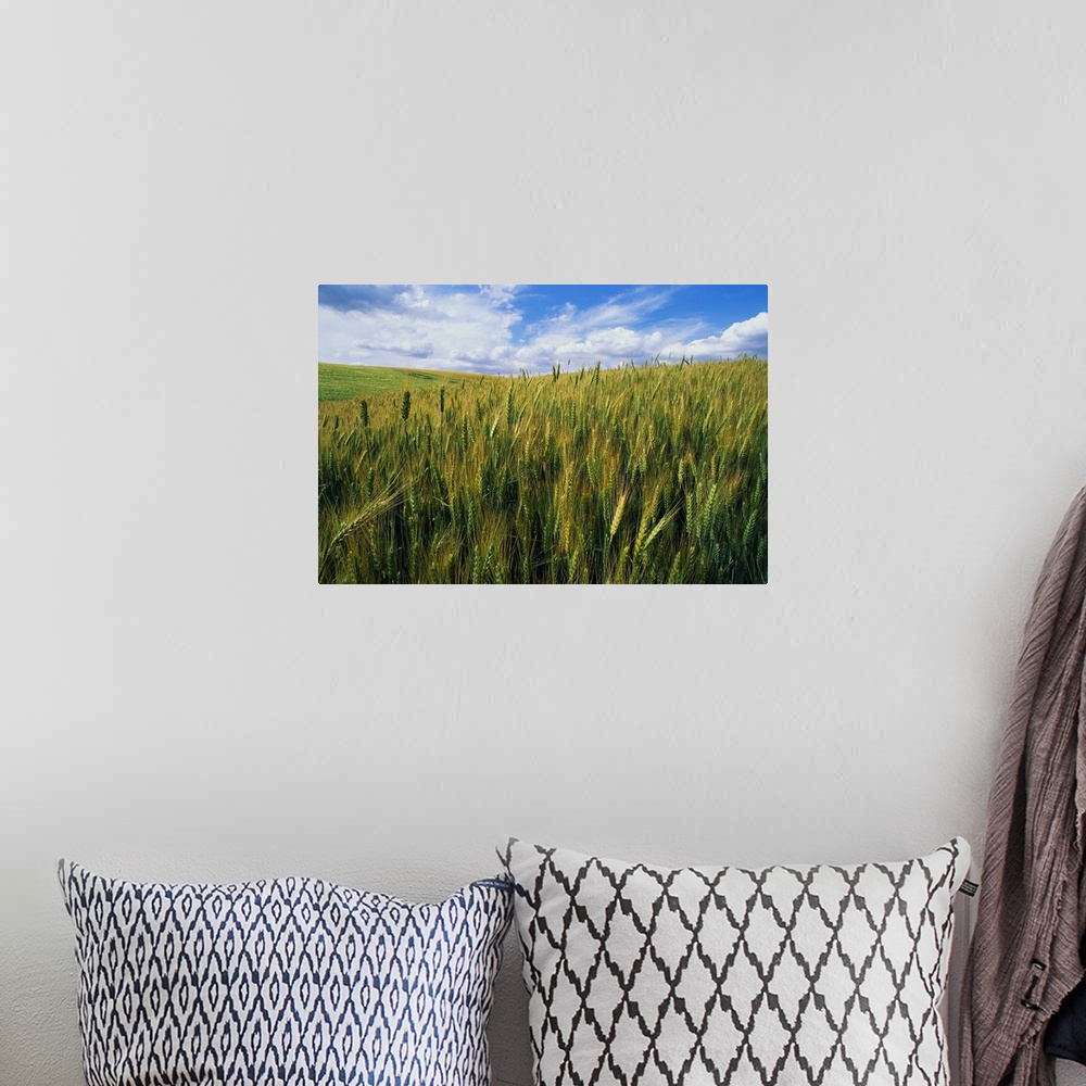 A bohemian room featuring Photograph of meadow filled with tall grass blowing in wind under a cloudy sky.
