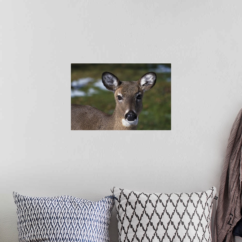 A bohemian room featuring A photograph is taken straight on of a doe.