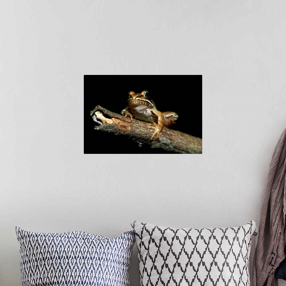 A bohemian room featuring Wood Frog (Rana Sylvatica) On Dead Tree Branch