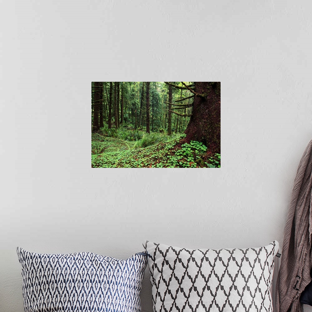 A bohemian room featuring Wood Sorrel Plants (Oxalis Oregana) Growing In Sitka Spruce Tree Forest