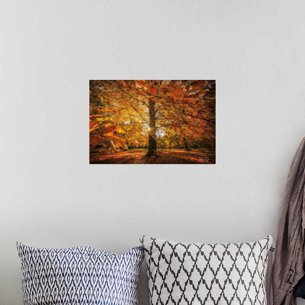 A bohemian room featuring A tree with leafy branches in bright sunlight in the fall.