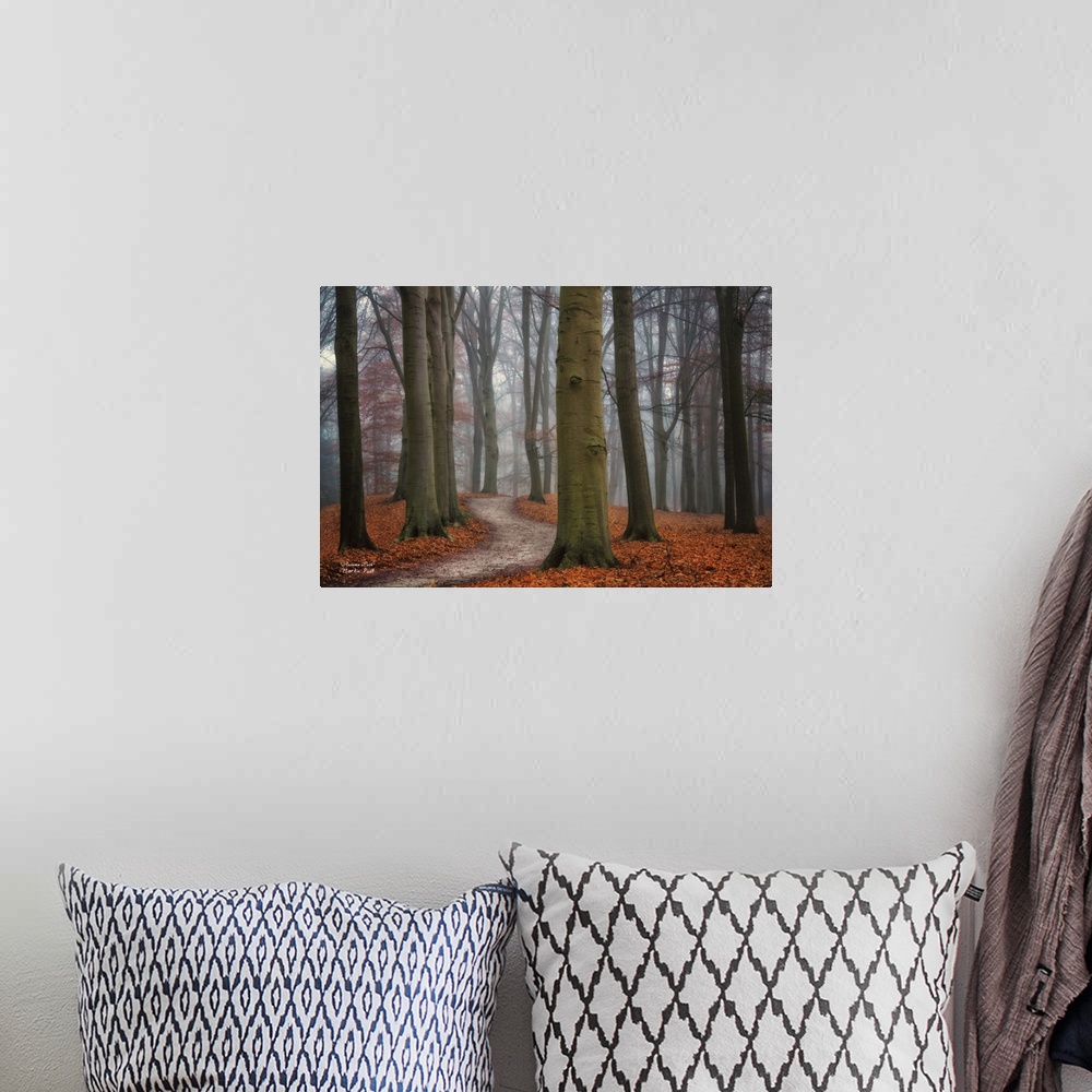 A bohemian room featuring Curving pathway through a forest of tall trees in low light in the fall.