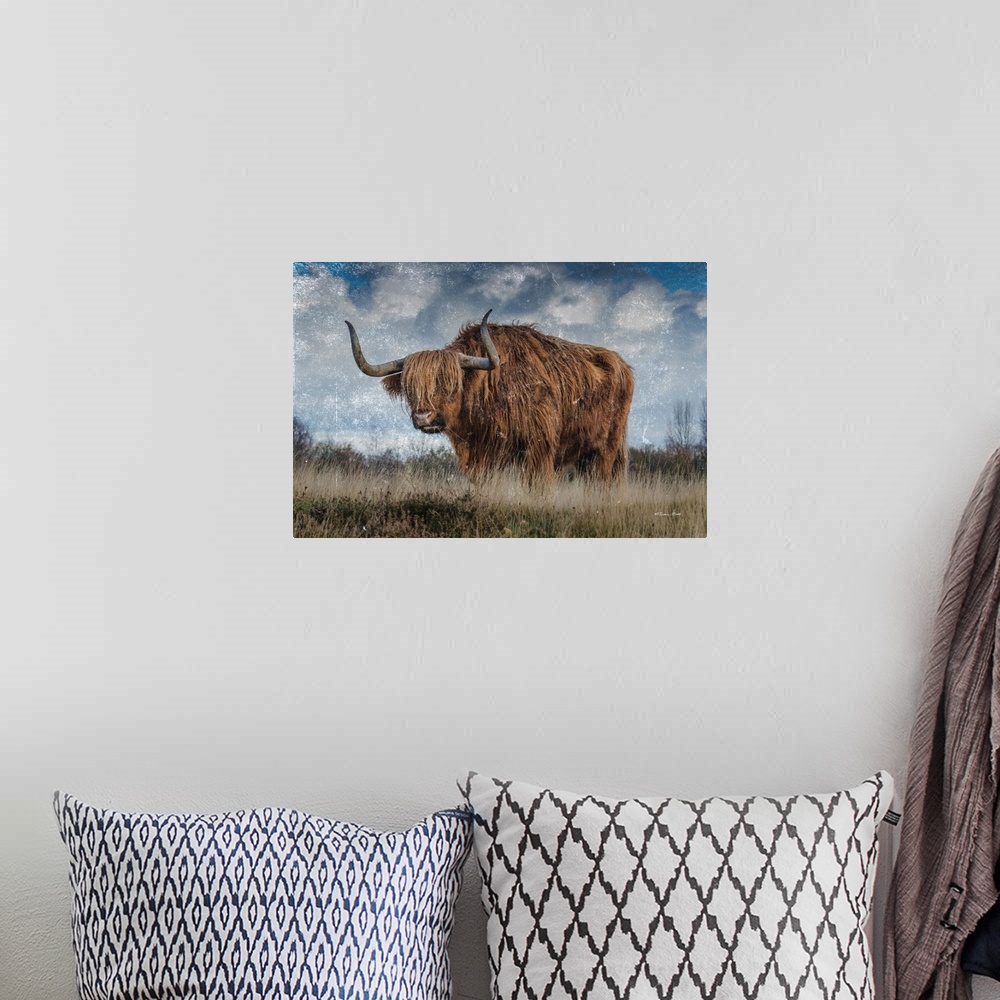 A bohemian room featuring Highland Bull Vintage 2