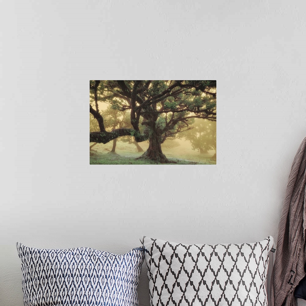 A bohemian room featuring Tree Dreams